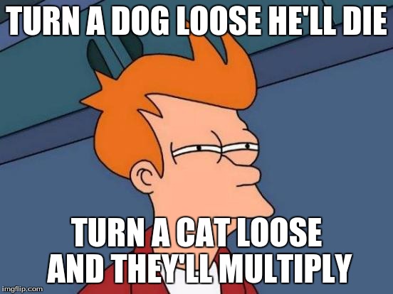 Futurama Fry Meme | TURN A DOG LOOSE HE'LL DIE TURN A CAT LOOSE AND THEY'LL MULTIPLY | image tagged in memes,futurama fry | made w/ Imgflip meme maker