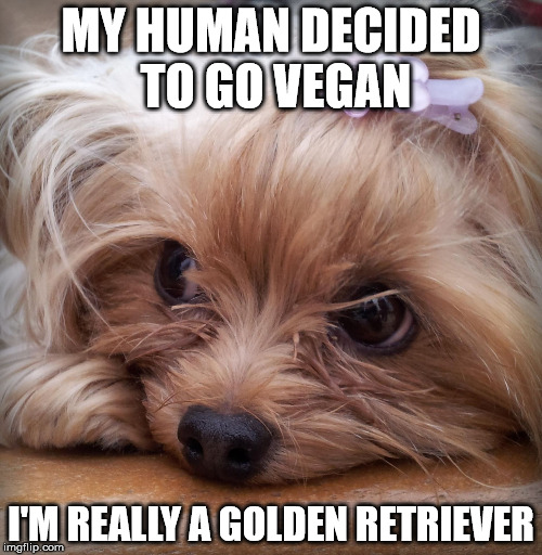 Stunted | MY HUMAN DECIDED TO GO VEGAN; I'M REALLY A GOLDEN RETRIEVER | image tagged in first world dog problems,memes,dogs,small dogs,vegan | made w/ Imgflip meme maker