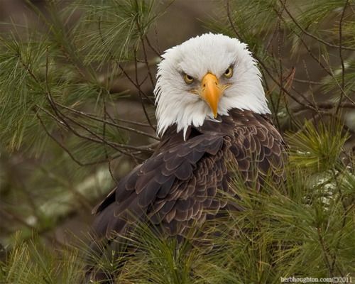 High Quality Angry Eagle Blank Meme Template