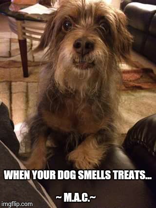 WHEN YOUR DOG SMELLS TREATS...      

                     ~ M.A.C.~ | image tagged in cute dog | made w/ Imgflip meme maker