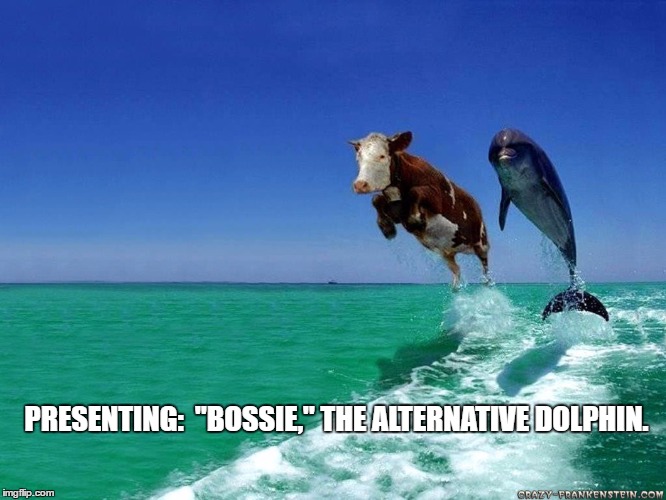 Dolphin Sucess | PRESENTING:  "BOSSIE," THE ALTERNATIVE DOLPHIN. | image tagged in dolphin sucess | made w/ Imgflip meme maker