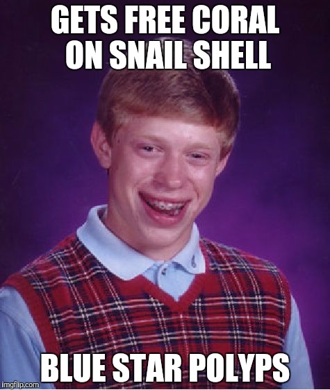 Bad Luck Brian Meme | GETS FREE CORAL ON SNAIL SHELL; BLUE STAR POLYPS | image tagged in memes,bad luck brian | made w/ Imgflip meme maker