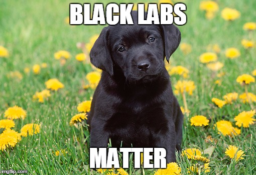 Black Labs Matter | BLACK LABS; MATTER | image tagged in black labs matter | made w/ Imgflip meme maker