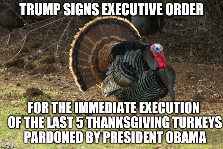 TRUMP SIGNS EXECUTIVE ORDER; FOR THE IMMEDIATE EXECUTION OF THE LAST 5 THANKSGIVING TURKEYS PARDONED BY PRESIDENT OBAMA | image tagged in turkey | made w/ Imgflip meme maker