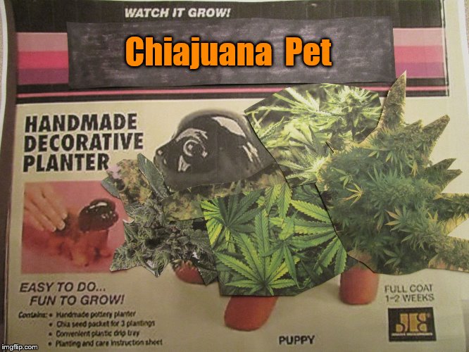 Chiajuana  Pet |  Chiajuana  Pet | image tagged in gardening,plants,marajuana leaf,chia pet,grow | made w/ Imgflip meme maker