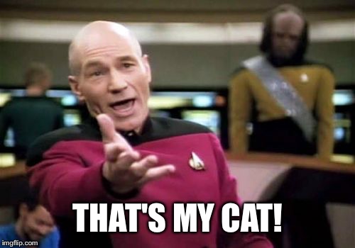 Picard Wtf Meme | THAT'S MY CAT! | image tagged in memes,picard wtf | made w/ Imgflip meme maker