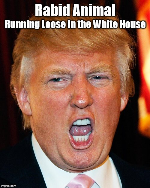 trump | Rabid Animal; Running Loose in the White House | image tagged in trump | made w/ Imgflip meme maker