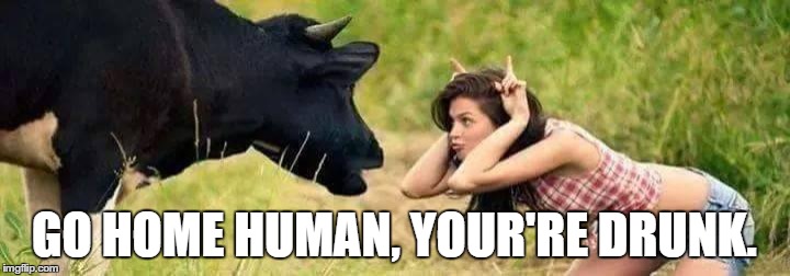 Go home human you're drunk | GO HOME HUMAN, YOUR'RE DRUNK. | image tagged in cow,woman,go home youre drunk,human,animal,you're drunk | made w/ Imgflip meme maker