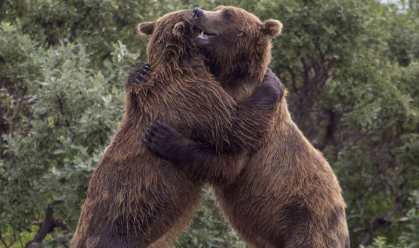 Bear hug Blank Meme Template