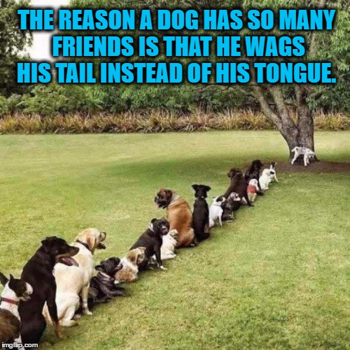 Pet  Pee.....ve | THE REASON A DOG HAS SO MANY FRIENDS IS THAT HE WAGS HIS TAIL INSTEAD OF HIS TONGUE. | image tagged in party time,bathroom,beauty,animals,summer | made w/ Imgflip meme maker