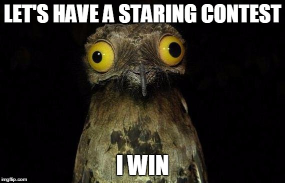 Weird Stuff I Do Potoo | LET'S HAVE A STARING CONTEST; I WIN | image tagged in memes,weird stuff i do potoo | made w/ Imgflip meme maker