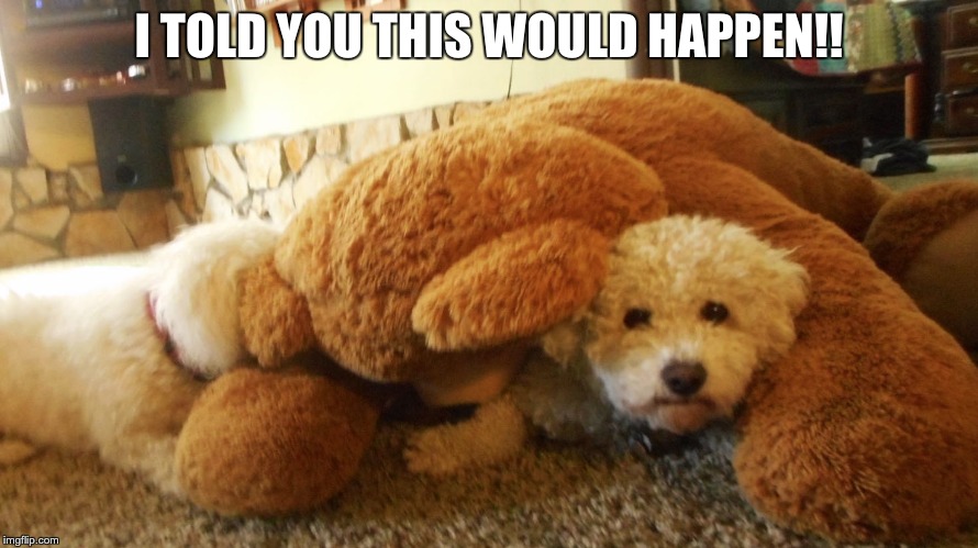 told you so | I TOLD YOU THIS WOULD HAPPEN!! | image tagged in cute dogs | made w/ Imgflip meme maker