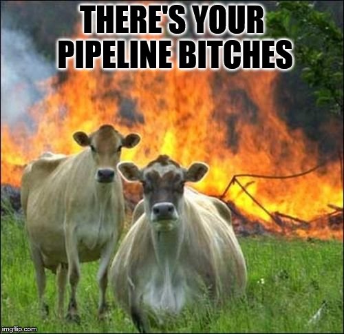 Evil Cows Meme | THERE'S YOUR PIPELINE BITCHES | image tagged in memes,evil cows | made w/ Imgflip meme maker