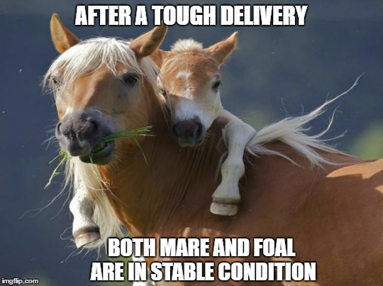 On Track To Recovery | AFTER A TOUGH DELIVERY; BOTH MARE AND FOAL ARE IN STABLE CONDITION | image tagged in horses | made w/ Imgflip meme maker