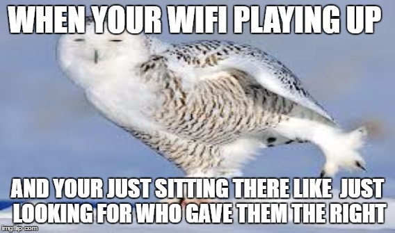 when your wifi playing up | WHEN YOUR WIFI PLAYING UP; AND YOUR JUST SITTING THERE LIKE 
JUST LOOKING FOR WHO GAVE THEM THE RIGHT | image tagged in owl,wifi | made w/ Imgflip meme maker