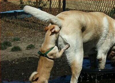 Buthole Blank Meme Template