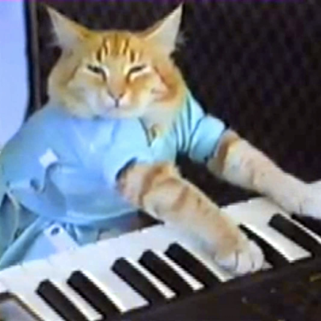 Keyboard cat Blank Meme Template