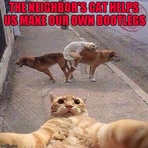THE NEIGHBOR'S CAT HELPS US MAKE OUR OWN BOOTLEGS | made w/ Imgflip meme maker