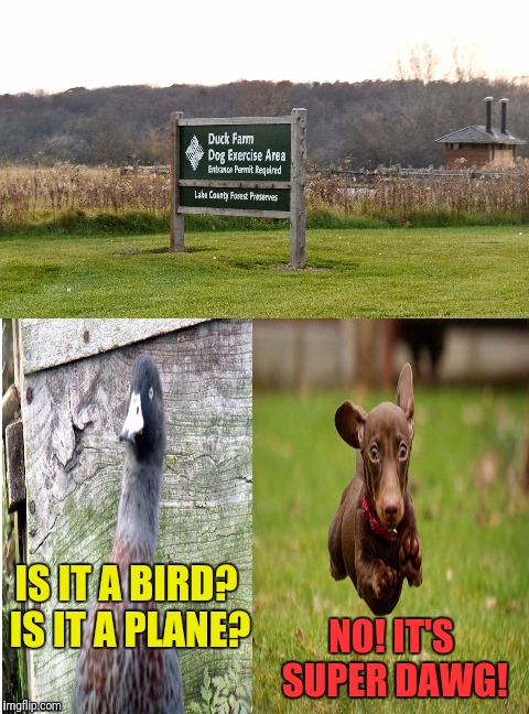 This Must Be the "Farm" All Dogs Are Sent To | IS IT A BIRD? IS IT A PLANE? NO! IT'S SUPER DAWG! | image tagged in super dawg,farm,heaven,dogs,ducks,funny signs | made w/ Imgflip meme maker