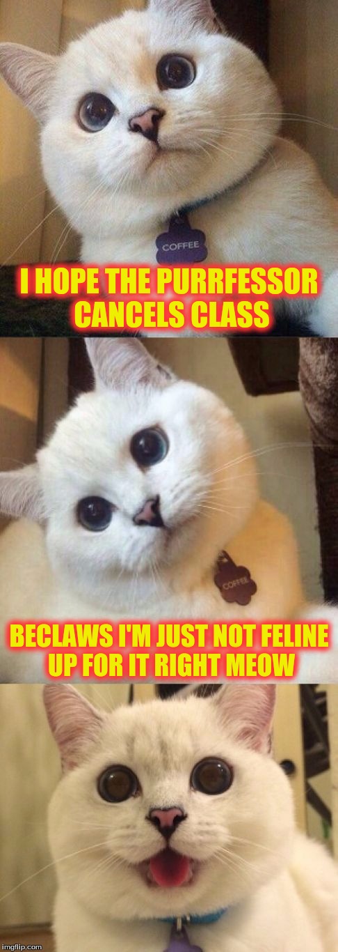 bad pun cat  | I HOPE THE PURRFESSOR CANCELS CLASS; BECLAWS I'M JUST NOT FELINE UP FOR IT RIGHT MEOW | image tagged in bad pun cat | made w/ Imgflip meme maker