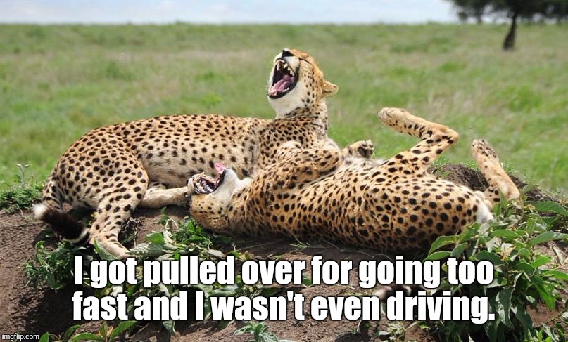 Cheetahs | I got pulled over for going too fast and I wasn't even driving. | image tagged in cheetahs | made w/ Imgflip meme maker