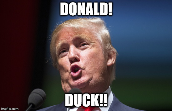 Donald Trump Duck | DONALD! DUCK!! | image tagged in trump at his finest,trump,duck,donald | made w/ Imgflip meme maker