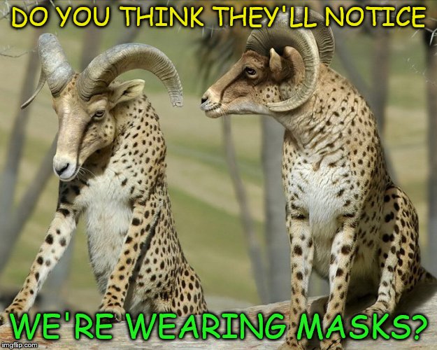 When natural camouflage doesn't work | DO YOU THINK THEY'LL NOTICE; WE'RE WEARING MASKS? | image tagged in funny meme,funny animals | made w/ Imgflip meme maker
