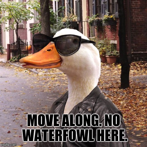 MOVE ALONG. NO WATERFOWL HERE. | made w/ Imgflip meme maker