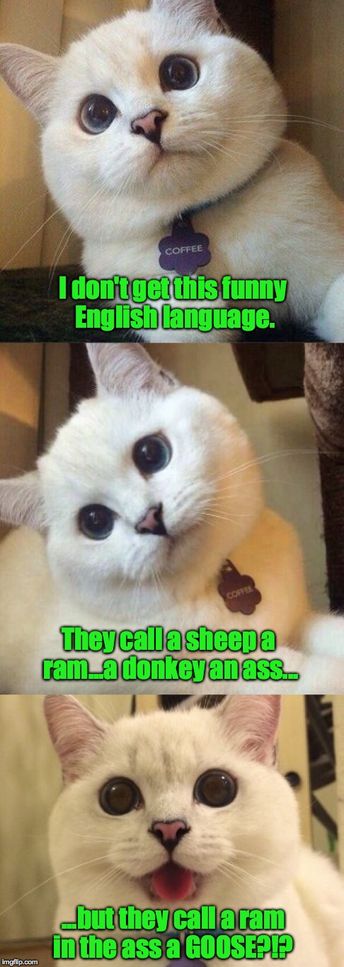 Go Figure :-) | I don't get this funny English language. They call a sheep a ram...a donkey an ass... ...but they call a ram in the ass a GOOSE?!? | image tagged in bad pun cat | made w/ Imgflip meme maker