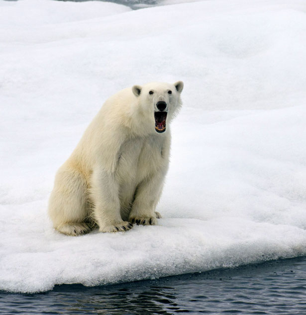 High Quality surprised polar bear Blank Meme Template