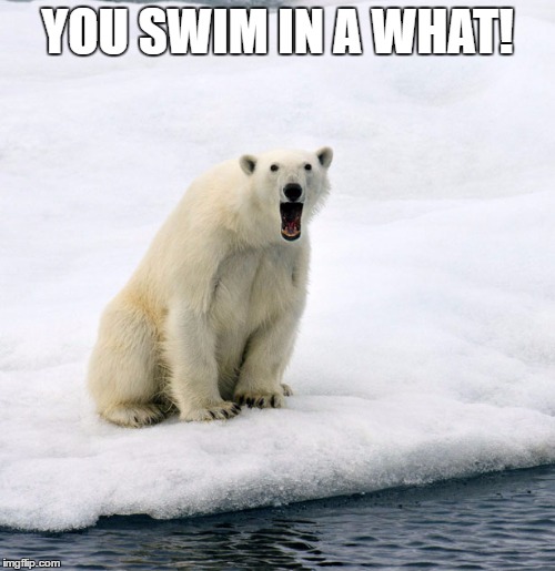 surprised polar bear | YOU SWIM IN A WHAT! | image tagged in surprised polar bear | made w/ Imgflip meme maker