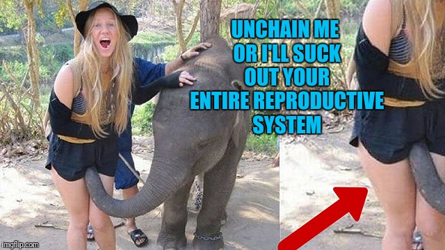 Next on Cinemax - Dumbo Does a Bimbo | UNCHAIN ME OR I'LL SUCK OUT YOUR ENTIRE REPRODUCTIVE SYSTEM | image tagged in elephant,bimbo,animals have feelings,suck it up,unexpected surprises,surprise girl | made w/ Imgflip meme maker