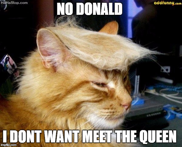 donald trump cat | NO DONALD; I DONT WANT MEET THE QUEEN | image tagged in donald trump cat | made w/ Imgflip meme maker