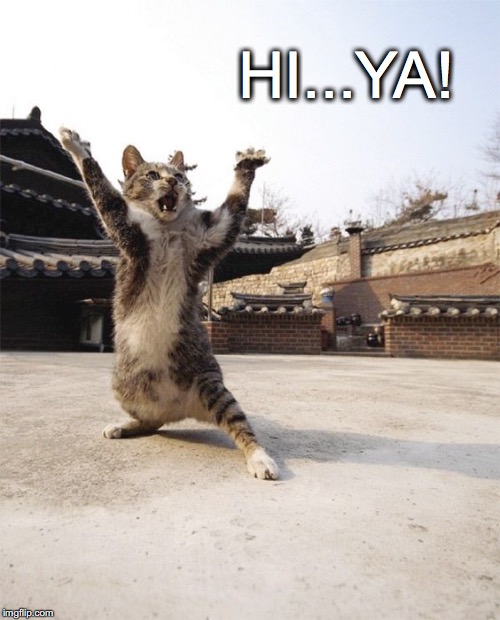 Good Morning! | HI...YA! | image tagged in janey mack meme,funny,flirty meme,hiya,karate cat | made w/ Imgflip meme maker