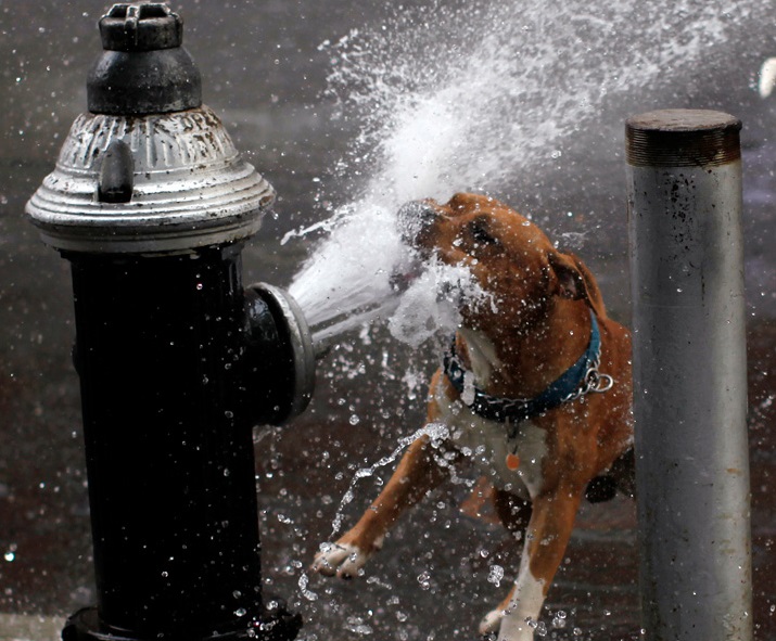 High Quality drinking dog Blank Meme Template