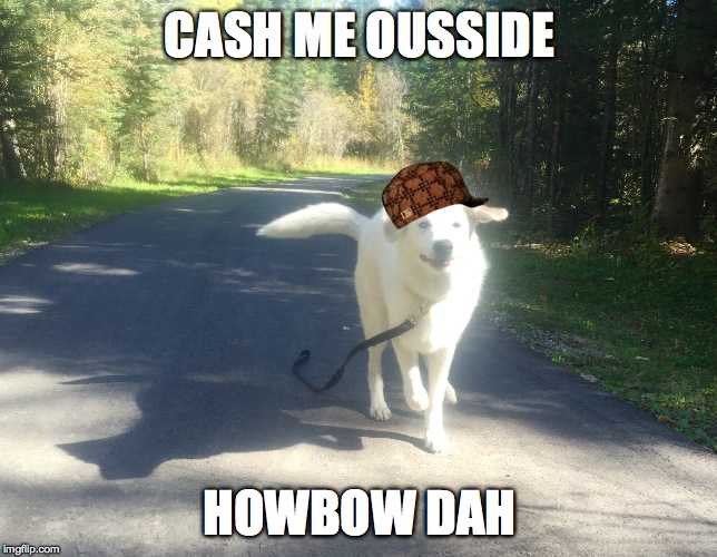 Can't actually catch him outside | CASH ME OUSSIDE; HOWBOW DAH | image tagged in funny dog memes,cash me ousside how bow dah,dog training,crazy dog | made w/ Imgflip meme maker