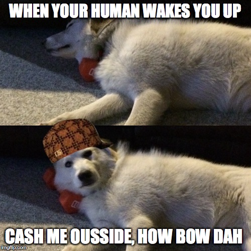 WHEN YOUR HUMAN WAKES YOU UP; CASH ME OUSSIDE, HOW BOW DAH | image tagged in cash me ousside how bow dah,animals to humans,sleeping - awake,funny dog memes | made w/ Imgflip meme maker