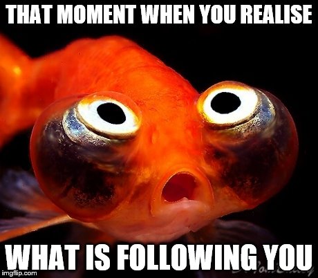 Shocked Fish | THAT MOMENT WHEN YOU REALISE; WHAT IS FOLLOWING YOU | image tagged in shocked fish | made w/ Imgflip meme maker