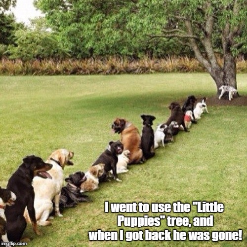 I went to use the "Little Puppies" tree, and when I got back he was gone! | made w/ Imgflip meme maker