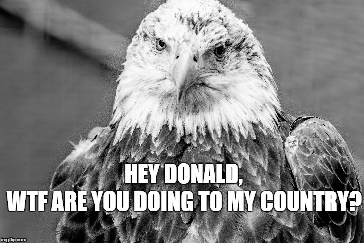 Bald Eagle | WTF ARE YOU DOING TO MY COUNTRY? HEY DONALD, | image tagged in trump,eagle | made w/ Imgflip meme maker