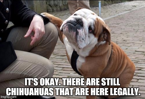 IT'S OKAY. THERE ARE STILL CHIHUAHUAS THAT ARE HERE LEGALLY. | made w/ Imgflip meme maker