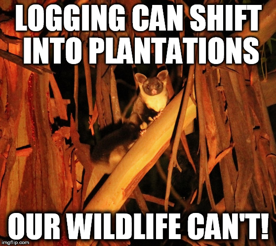wildlife-can't live in plantations | LOGGING CAN SHIFT INTO PLANTATIONS; OUR WILDLIFE CAN'T! | image tagged in wildlife,logging,forests,plantations | made w/ Imgflip meme maker