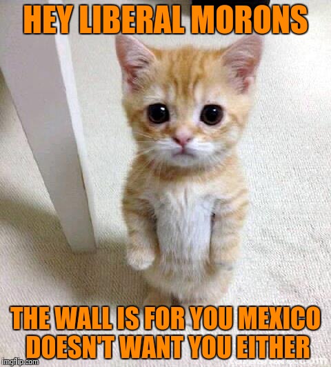 Cute Cat | HEY LIBERAL MORONS; THE WALL IS FOR YOU
MEXICO DOESN'T WANT YOU EITHER | image tagged in memes,cute cat | made w/ Imgflip meme maker