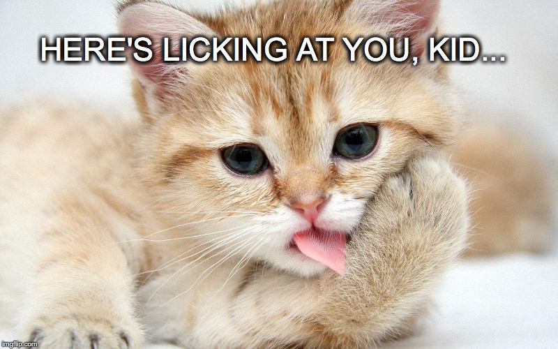 My, you're feline... | HERE'S LICKING AT YOU, KID... | image tagged in janey mack meme,flirty meme,flirt,here's licking at you,licking kitten | made w/ Imgflip meme maker