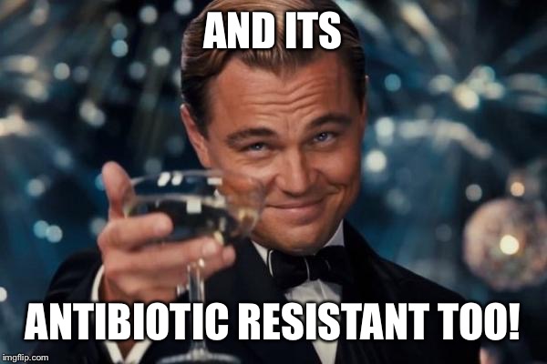 Leonardo Dicaprio Cheers Meme | AND ITS ANTIBIOTIC RESISTANT TOO! | image tagged in memes,leonardo dicaprio cheers | made w/ Imgflip meme maker