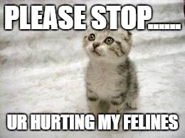 when ur friend is mad | PLEASE STOP...... UR HURTING MY FELINES | image tagged in memes,sad cat | made w/ Imgflip meme maker