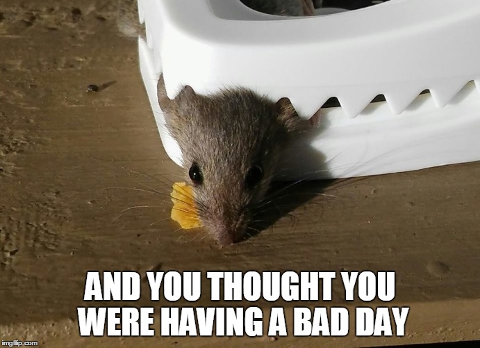 And You Thought You Were Having A Bad Day | AND YOU THOUGHT YOU WERE HAVING A BAD DAY | image tagged in bad day,having a bad day,monday,mondays,it's a trap,mouse | made w/ Imgflip meme maker