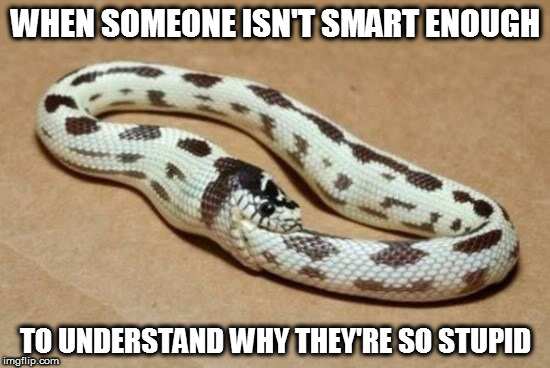 Snake Eating Itself | WHEN SOMEONE ISN'T SMART ENOUGH; TO UNDERSTAND WHY THEY'RE SO STUPID | image tagged in snake eating itself | made w/ Imgflip meme maker