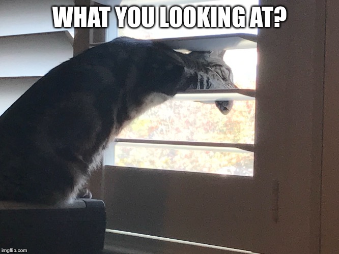 WHAT YOU LOOKING AT? | made w/ Imgflip meme maker