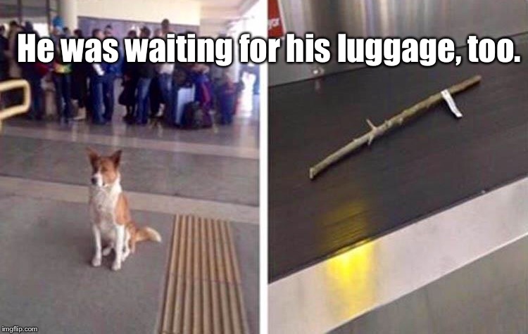 A Dog's Gotta Do, What A... | He was waiting for his luggage, too. | image tagged in memes,animals,dogs,funny | made w/ Imgflip meme maker